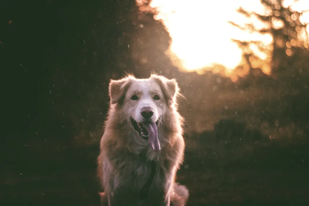 A dog in a field at sunset, backlit by the evening sun