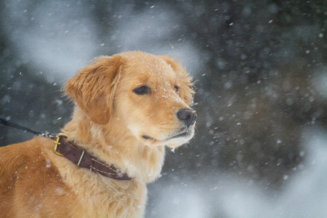 A golden retriever sitting in falling snow