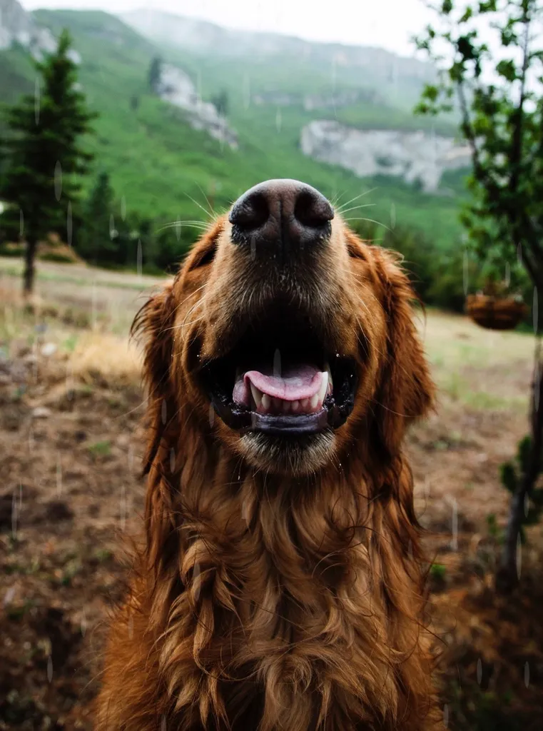 A golden retriever smiling at the camera